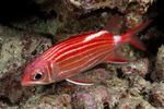 Holocentridae
