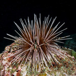 Sea Urchins