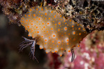 Discodorididae