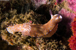 Chromodoridoidea