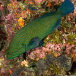 Serranidae