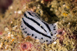 Nudibranchs