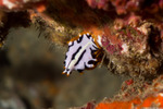 Pseudocerotidae