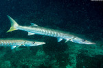 Carangaria