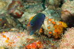 Pomacentrus