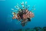 Pterois