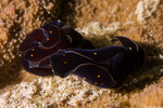 Chelidonura