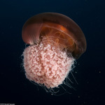 Rhizostomeae