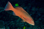 Perciformes