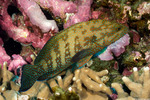 Cephalopholis