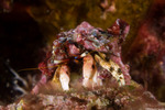 Calcinus