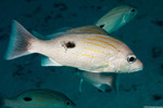 Lutjanidae