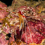 Shrimps