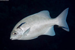 Centrarchiformes