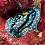 Aldisa