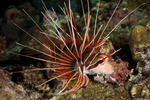 Pterois