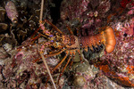 Palinuridae