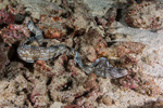 Anguilliformes
