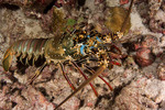 Lobsters