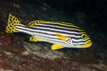 Plectorhinchinae