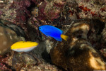 Ovalentaria