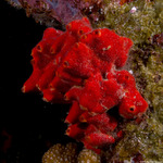 Porifera