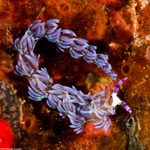 Nudibranchs