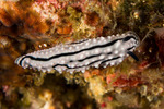 Phyllidiella