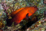 Epinephelinae