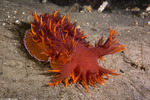 Dendronotoidea