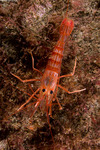 Lysmatidae