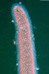 Amphipoda