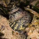 Vetigastropoda