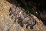Chitonida