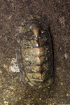 Chitonida