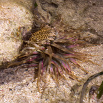 Cnidaria