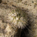 Camarodonta