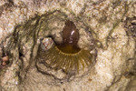 Aiptasiidae