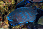 Scaridae