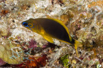 Serraninae