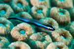 Elacatinus