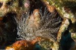 Aiptasiidae