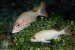 Lutjanidae