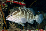 Serranidae