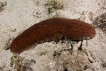 Isostichopus