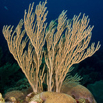 Corals