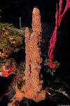 Porifera