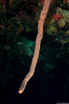 Verongimorpha