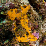Heteroscleromorpha