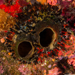 Phloeodictyidae